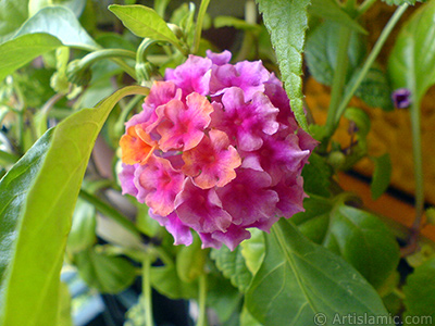 Lantana camara -bush lantana- flower. <i>(Family: Verbenaceae, Species: Lantana camara)</i> <br>Photo Date: September 2006, Location: Turkey/Istanbul-Mother`s Flowers, By: Artislamic.com