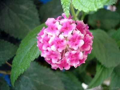 Lantana camara -bush lantana- flower. <i>(Family: Verbenaceae, Species: Lantana camara)</i> <br>Photo Date: September 2006, Location: Turkey/Istanbul-Mother`s Flowers, By: Artislamic.com