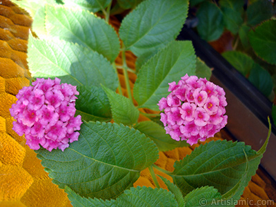 Lantana camara -bush lantana- flower. <i>(Family: Verbenaceae, Species: Lantana camara)</i> <br>Photo Date: August 2006, Location: Turkey/Istanbul-Mother`s Flowers, By: Artislamic.com