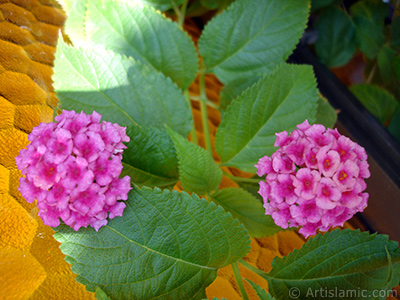 Lantana camara -bush lantana- flower. <i>(Family: Verbenaceae, Species: Lantana camara)</i> <br>Photo Date: August 2006, Location: Turkey/Istanbul-Mother`s Flowers, By: Artislamic.com