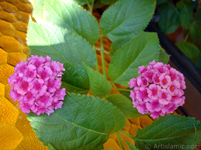 Aa minesi iei resmi. <i>(Ailesi: Verbenaceae, Tr: Lantana camara)</i> <br>ekim Tarihi: Austos 2006, Yer: stanbul-Annemin iekleri, Fotoraf: islamiSanat.net