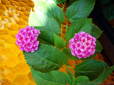 Lantana camara -bush lantana- flower. <i>(Family: Verbenaceae, Species: Lantana camara)</i> <br>Photo Date: August 2006, Location: Turkey/Istanbul-Mother`s Flowers, By: Artislamic.com