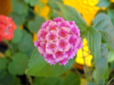 Lantana camara -bush lantana- flower. <i>(Family: Verbenaceae, Species: Lantana camara)</i> <br>Photo Date: August 2006, Location: Turkey/Istanbul-Mother`s Flowers, By: Artislamic.com