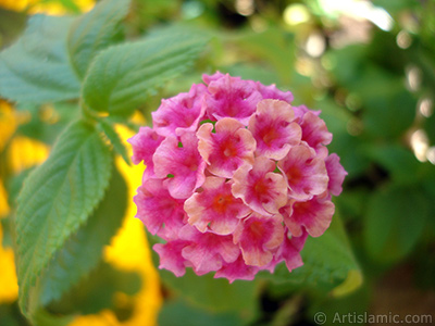 Lantana camara -bush lantana- flower. <i>(Family: Verbenaceae, Species: Lantana camara)</i> <br>Photo Date: August 2006, Location: Turkey/Istanbul-Mother`s Flowers, By: Artislamic.com