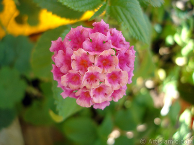 Lantana camara -bush lantana- flower. <i>(Family: Verbenaceae, Species: Lantana camara)</i> <br>Photo Date: August 2006, Location: Turkey/Istanbul-Mother`s Flowers, By: Artislamic.com