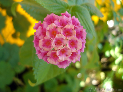 Aa minesi iei resmi. <i>(Ailesi: Verbenaceae, Tr: Lantana camara)</i> <br>ekim Tarihi: Austos 2006, Yer: stanbul-Annemin iekleri, Fotoraf: islamiSanat.net