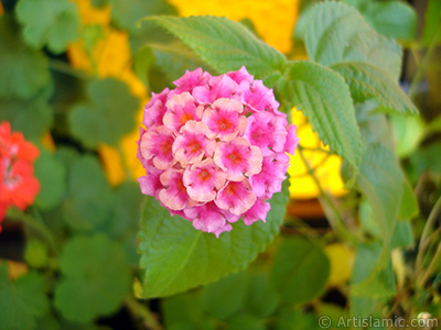 Lantana camara -bush lantana- flower. <i>(Family: Verbenaceae, Species: Lantana camara)</i> <br>Photo Date: August 2006, Location: Turkey/Istanbul-Mother`s Flowers, By: Artislamic.com