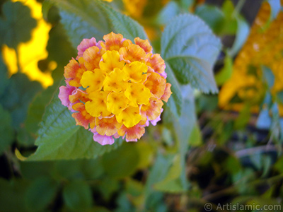 Lantana camara -bush lantana- flower. <i>(Family: Verbenaceae, Species: Lantana camara)</i> <br>Photo Date: August 2006, Location: Turkey/Istanbul-Mother`s Flowers, By: Artislamic.com