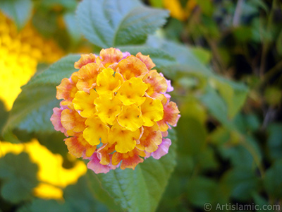 Lantana camara -bush lantana- flower. <i>(Family: Verbenaceae, Species: Lantana camara)</i> <br>Photo Date: August 2006, Location: Turkey/Istanbul-Mother`s Flowers, By: Artislamic.com