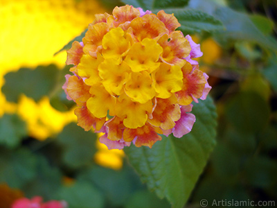 Lantana camara -bush lantana- flower. <i>(Family: Verbenaceae, Species: Lantana camara)</i> <br>Photo Date: August 2006, Location: Turkey/Istanbul-Mother`s Flowers, By: Artislamic.com