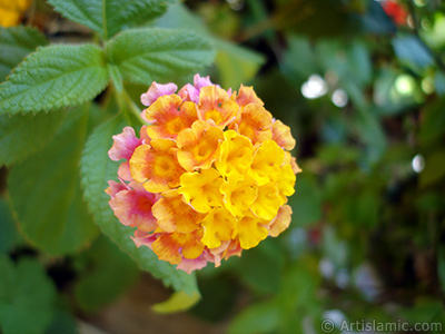 Lantana camara -bush lantana- flower. <i>(Family: Verbenaceae, Species: Lantana camara)</i> <br>Photo Date: August 2006, Location: Turkey/Istanbul-Mother`s Flowers, By: Artislamic.com