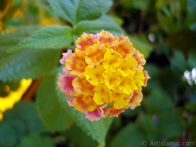 Lantana camara -bush lantana- flower. <i>(Family: Verbenaceae, Species: Lantana camara)</i> <br>Photo Date: August 2006, Location: Turkey/Istanbul-Mother`s Flowers, By: Artislamic.com