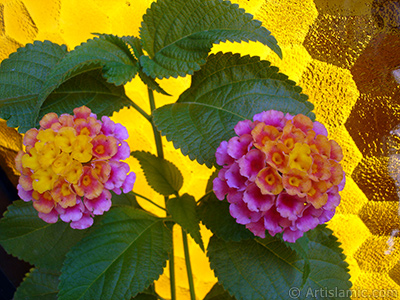 Lantana camara -bush lantana- flower. <i>(Family: Verbenaceae, Species: Lantana camara)</i> <br>Photo Date: August 2006, Location: Turkey/Istanbul-Mother`s Flowers, By: Artislamic.com