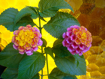 Lantana camara -bush lantana- flower. <i>(Family: Verbenaceae, Species: Lantana camara)</i> <br>Photo Date: August 2006, Location: Turkey/Istanbul-Mother`s Flowers, By: Artislamic.com