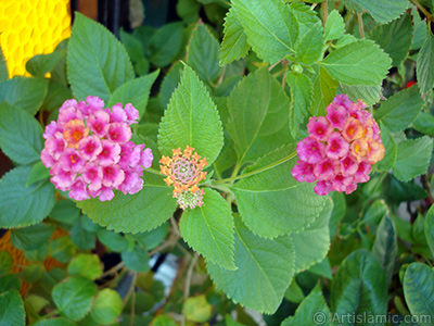 Lantana camara -bush lantana- flower. <i>(Family: Verbenaceae, Species: Lantana camara)</i> <br>Photo Date: August 2006, Location: Turkey/Istanbul-Mother`s Flowers, By: Artislamic.com