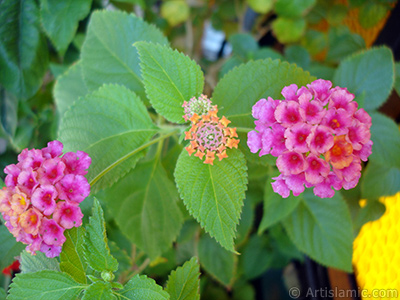 Aa minesi iei resmi. <i>(Ailesi: Verbenaceae, Tr: Lantana camara)</i> <br>ekim Tarihi: Austos 2006, Yer: stanbul-Annemin iekleri, Fotoraf: islamiSanat.net