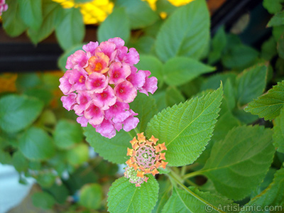 Lantana camara -bush lantana- flower. <i>(Family: Verbenaceae, Species: Lantana camara)</i> <br>Photo Date: August 2006, Location: Turkey/Istanbul-Mother`s Flowers, By: Artislamic.com