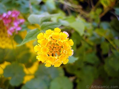 Aa minesi iei resmi. <i>(Ailesi: Verbenaceae, Tr: Lantana camara)</i> <br>ekim Tarihi: Austos 2006, Yer: stanbul-Annemin iekleri, Fotoraf: islamiSanat.net