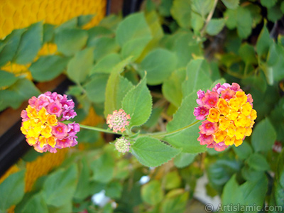 Lantana camara -bush lantana- flower. <i>(Family: Verbenaceae, Species: Lantana camara)</i> <br>Photo Date: August 2006, Location: Turkey/Istanbul-Mother`s Flowers, By: Artislamic.com