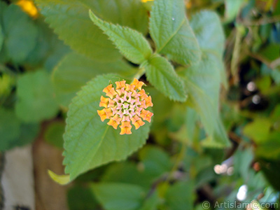 Lantana camara -bush lantana- flower. <i>(Family: Verbenaceae, Species: Lantana camara)</i> <br>Photo Date: August 2006, Location: Turkey/Istanbul-Mother`s Flowers, By: Artislamic.com