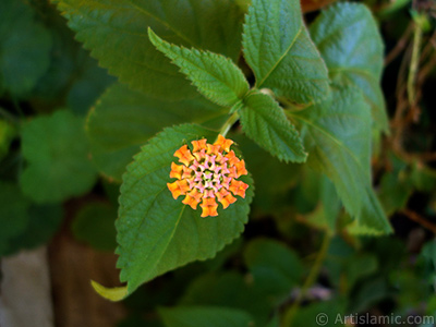 Lantana camara -bush lantana- flower. <i>(Family: Verbenaceae, Species: Lantana camara)</i> <br>Photo Date: August 2006, Location: Turkey/Istanbul-Mother`s Flowers, By: Artislamic.com