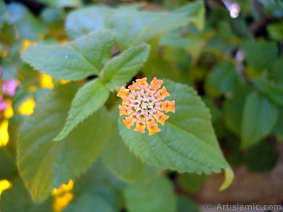 Lantana camara -bush lantana- flower. <i>(Family: Verbenaceae, Species: Lantana camara)</i> <br>Photo Date: August 2006, Location: Turkey/Istanbul-Mother`s Flowers, By: Artislamic.com