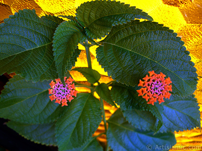 Lantana camara -bush lantana- flower. <i>(Family: Verbenaceae, Species: Lantana camara)</i> <br>Photo Date: August 2006, Location: Turkey/Istanbul-Mother`s Flowers, By: Artislamic.com