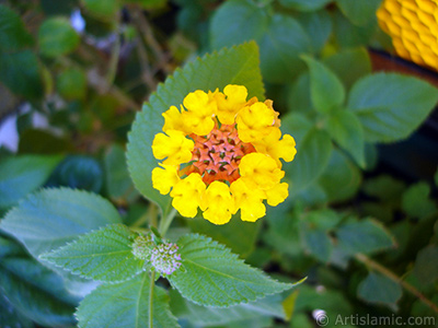 Lantana camara -bush lantana- flower. <i>(Family: Verbenaceae, Species: Lantana camara)</i> <br>Photo Date: August 2006, Location: Turkey/Istanbul-Mother`s Flowers, By: Artislamic.com