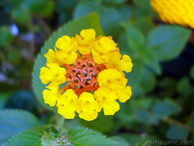 Lantana camara -bush lantana- flower. <i>(Family: Verbenaceae, Species: Lantana camara)</i> <br>Photo Date: August 2006, Location: Turkey/Istanbul-Mother`s Flowers, By: Artislamic.com