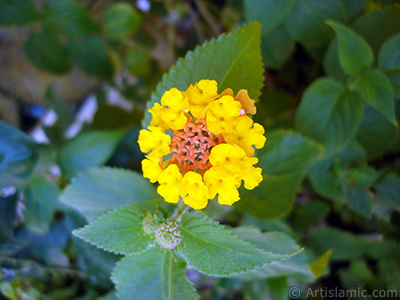 Lantana camara -bush lantana- flower. <i>(Family: Verbenaceae, Species: Lantana camara)</i> <br>Photo Date: August 2006, Location: Turkey/Istanbul-Mother`s Flowers, By: Artislamic.com