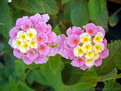 Lantana camara -bush lantana- flower. <i>(Family: Verbenaceae, Species: Lantana camara)</i> <br>Photo Date: July 2006, Location: Turkey/Istanbul-Mother`s Flowers, By: Artislamic.com