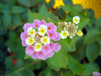 Lantana camara -bush lantana- flower. <i>(Family: Verbenaceae, Species: Lantana camara)</i> <br>Photo Date: July 2006, Location: Turkey/Istanbul-Mother`s Flowers, By: Artislamic.com