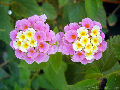 Lantana camara -bush lantana- flower. <i>(Family: Verbenaceae, Species: Lantana camara)</i> <br>Photo Date: July 2006, Location: Turkey/Istanbul-Mother`s Flowers, By: Artislamic.com