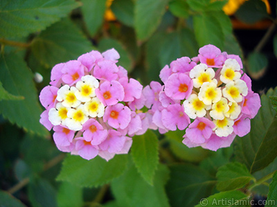 Lantana camara -bush lantana- flower. <i>(Family: Verbenaceae, Species: Lantana camara)</i> <br>Photo Date: July 2006, Location: Turkey/Istanbul-Mother`s Flowers, By: Artislamic.com