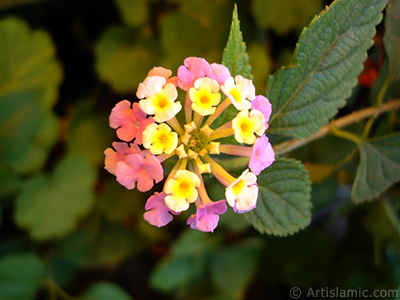 Lantana camara -bush lantana- flower. <i>(Family: Verbenaceae, Species: Lantana camara)</i> <br>Photo Date: July 2006, Location: Turkey/Istanbul-Mother`s Flowers, By: Artislamic.com