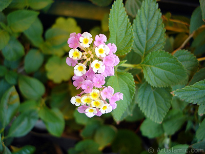 Lantana camara -bush lantana- flower. <i>(Family: Verbenaceae, Species: Lantana camara)</i> <br>Photo Date: July 2006, Location: Turkey/Istanbul-Mother`s Flowers, By: Artislamic.com