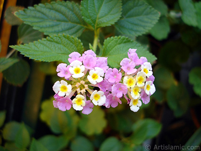 Lantana camara -bush lantana- flower. <i>(Family: Verbenaceae, Species: Lantana camara)</i> <br>Photo Date: July 2006, Location: Turkey/Istanbul-Mother`s Flowers, By: Artislamic.com