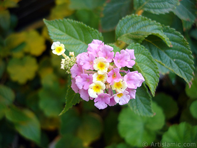 Lantana camara -bush lantana- flower. <i>(Family: Verbenaceae, Species: Lantana camara)</i> <br>Photo Date: July 2006, Location: Turkey/Istanbul-Mother`s Flowers, By: Artislamic.com