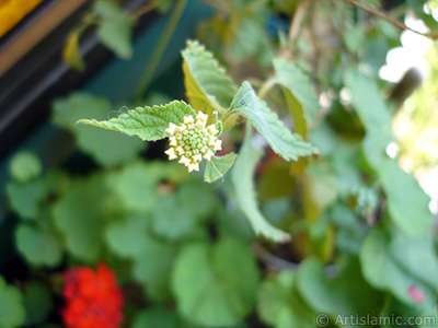 Lantana camara -bush lantana- flower. <i>(Family: Verbenaceae, Species: Lantana camara)</i> <br>Photo Date: July 2006, Location: Turkey/Istanbul-Mother`s Flowers, By: Artislamic.com