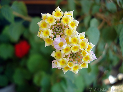 Lantana camara -bush lantana- flower. <i>(Family: Verbenaceae, Species: Lantana camara)</i> <br>Photo Date: July 2006, Location: Turkey/Istanbul-Mother`s Flowers, By: Artislamic.com