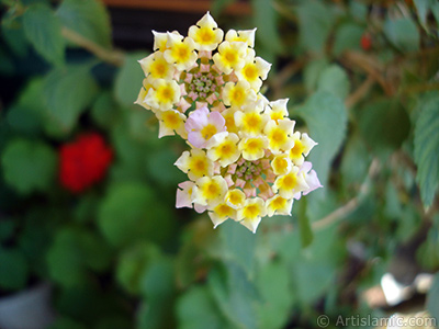 Lantana camara -bush lantana- flower. <i>(Family: Verbenaceae, Species: Lantana camara)</i> <br>Photo Date: July 2006, Location: Turkey/Istanbul-Mother`s Flowers, By: Artislamic.com