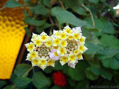 Lantana camara -bush lantana- flower. <i>(Family: Verbenaceae, Species: Lantana camara)</i> <br>Photo Date: July 2006, Location: Turkey/Istanbul-Mother`s Flowers, By: Artislamic.com