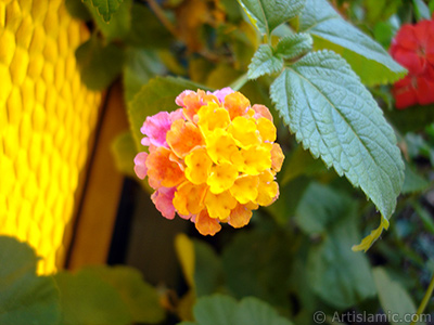 Lantana camara -bush lantana- flower. <i>(Family: Verbenaceae, Species: Lantana camara)</i> <br>Photo Date: July 2006, Location: Turkey/Istanbul-Mother`s Flowers, By: Artislamic.com