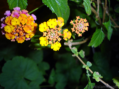 Aa minesi iei resmi. <i>(Ailesi: Verbenaceae, Tr: Lantana camara)</i> <br>ekim Tarihi: Haziran 2006, Yer: stanbul-Annemin iekleri, Fotoraf: islamiSanat.net