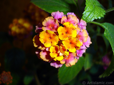 Lantana camara -bush lantana- flower. <i>(Family: Verbenaceae, Species: Lantana camara)</i> <br>Photo Date: June 2006, Location: Turkey/Istanbul-Mother`s Flowers, By: Artislamic.com