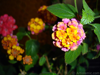 Lantana camara -bush lantana- flower. <i>(Family: Verbenaceae, Species: Lantana camara)</i> <br>Photo Date: June 2006, Location: Turkey/Istanbul-Mother`s Flowers, By: Artislamic.com