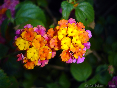 Aa minesi iei resmi. <i>(Ailesi: Verbenaceae, Tr: Lantana camara)</i> <br>ekim Tarihi: Haziran 2006, Yer: stanbul-Annemin iekleri, Fotoraf: islamiSanat.net