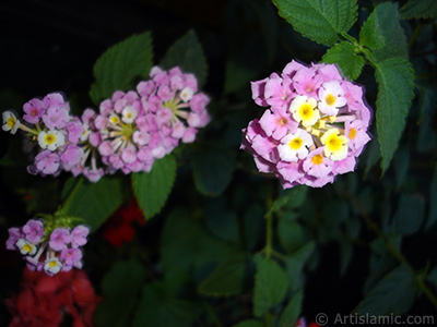 Lantana camara -bush lantana- flower. <i>(Family: Verbenaceae, Species: Lantana camara)</i> <br>Photo Date: June 2006, Location: Turkey/Istanbul-Mother`s Flowers, By: Artislamic.com