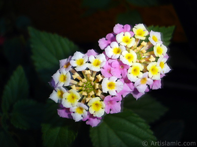 Aa minesi iei resmi. <i>(Ailesi: Verbenaceae, Tr: Lantana camara)</i> <br>ekim Tarihi: Haziran 2006, Yer: stanbul-Annemin iekleri, Fotoraf: islamiSanat.net