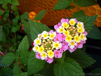 Lantana camara -bush lantana- flower. <i>(Family: Verbenaceae, Species: Lantana camara)</i> <br>Photo Date: June 2006, Location: Turkey/Istanbul-Mother`s Flowers, By: Artislamic.com